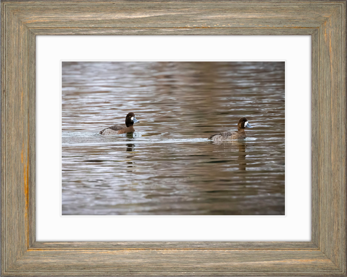 Pair of Blue Bill Hens