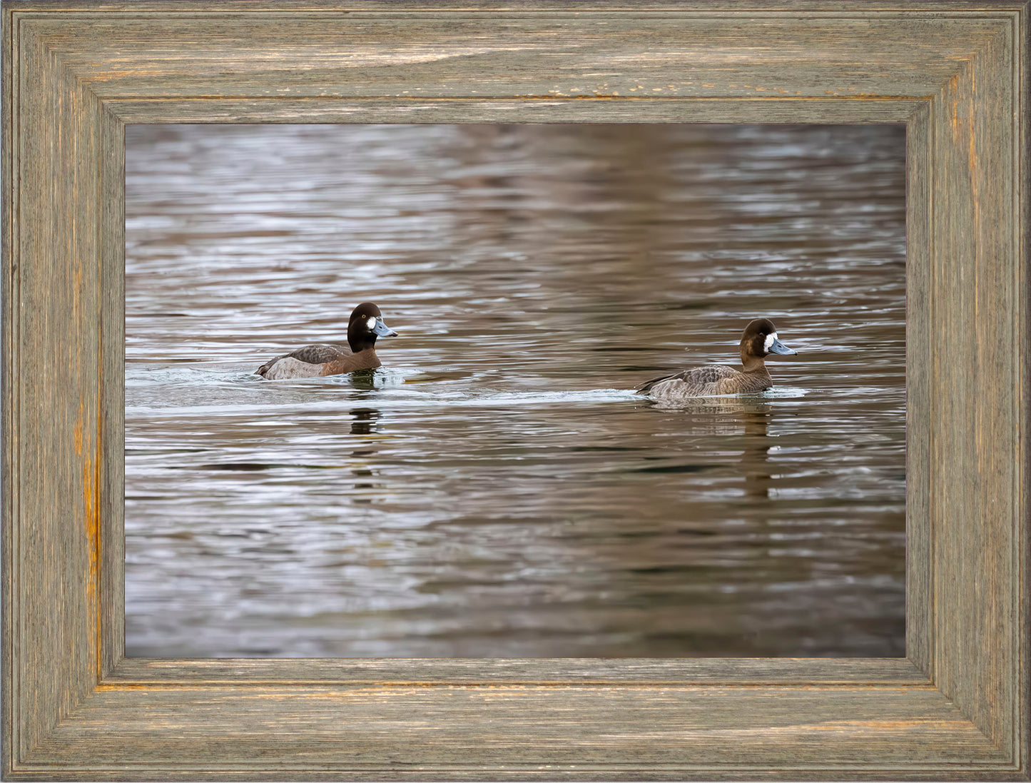 Pair of Blue Bill Hens
