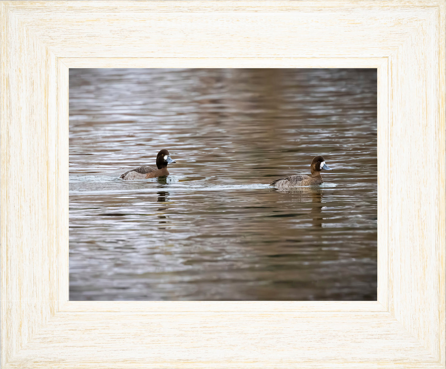 Pair of Blue Bill Hens
