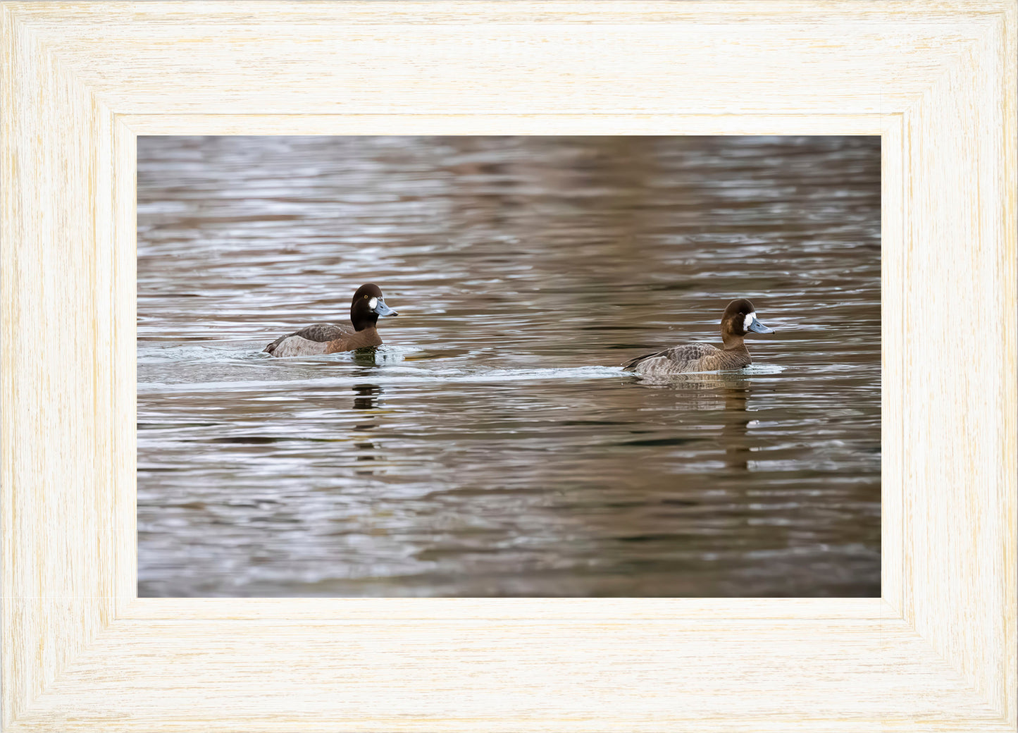 Pair of Blue Bill Hens