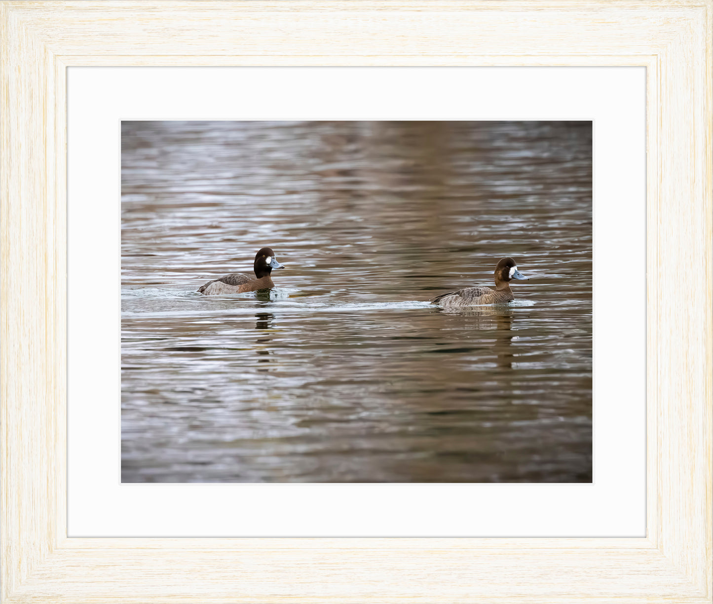 Pair of Blue Bill Hens