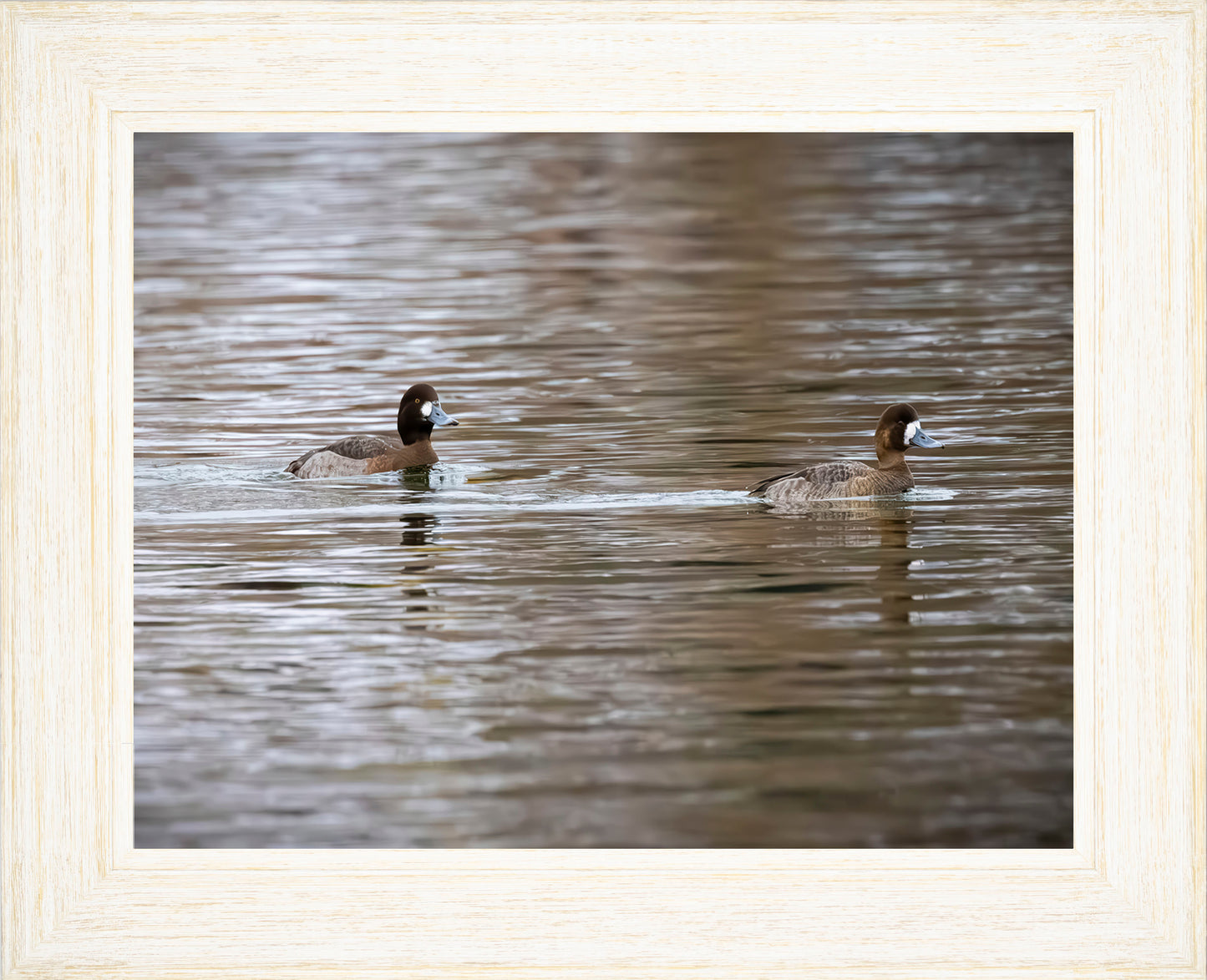 Pair of Blue Bill Hens