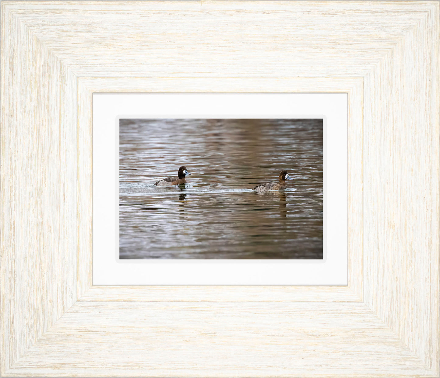 Pair of Blue Bill Hens