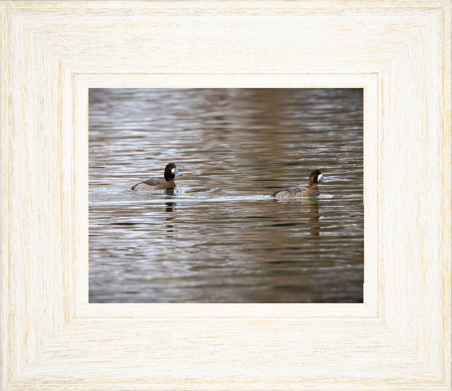 Pair of Blue Bill Hens