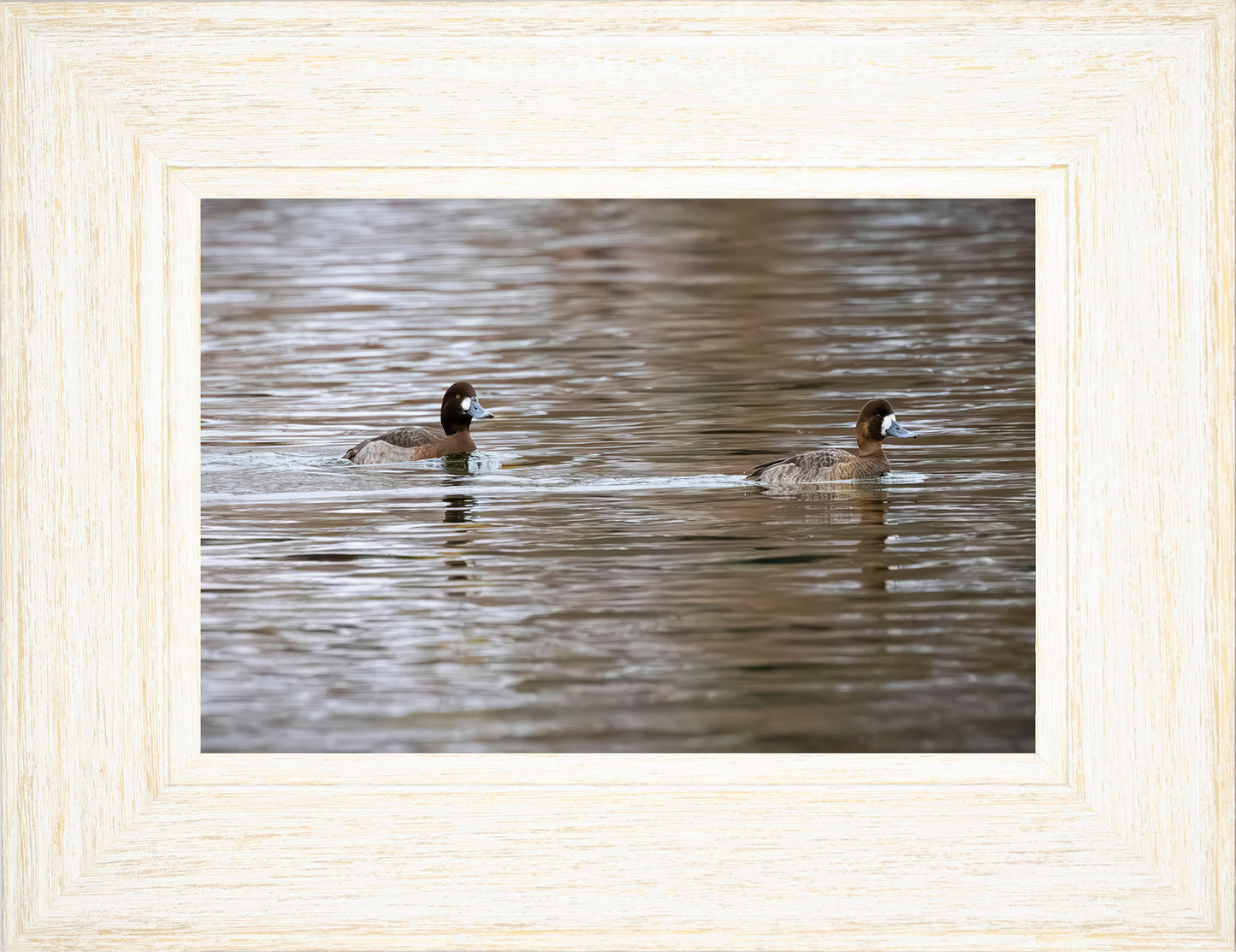 Pair of Blue Bill Hens