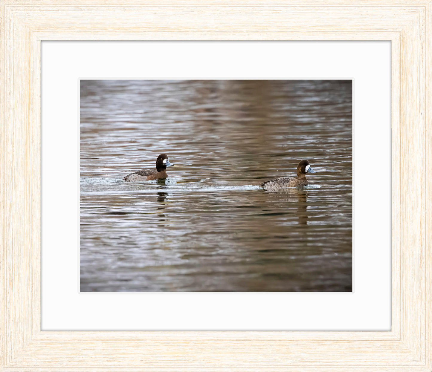 Pair of Blue Bill Hens