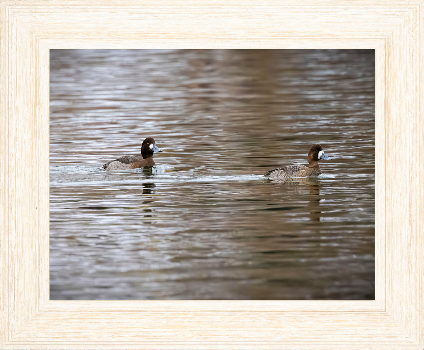Pair of Blue Bill Hens
