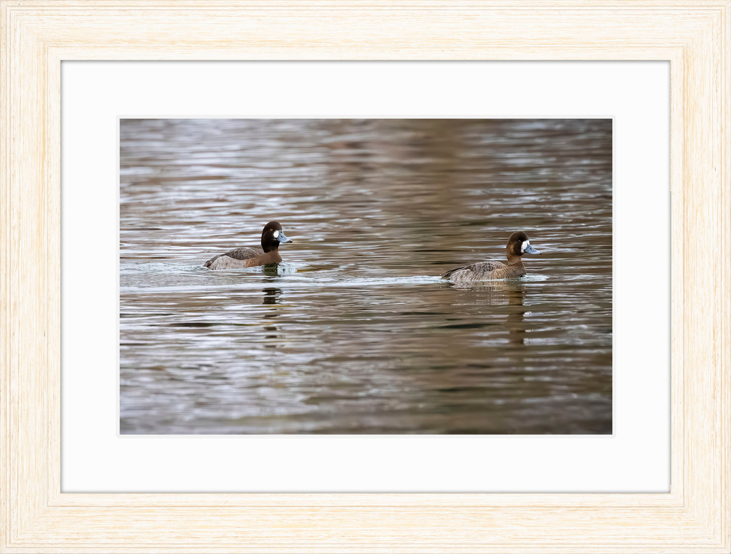 Pair of Blue Bill Hens