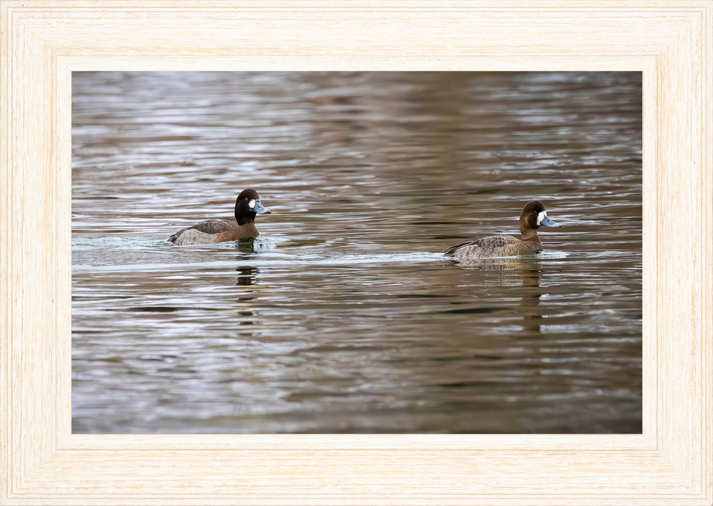 Pair of Blue Bill Hens