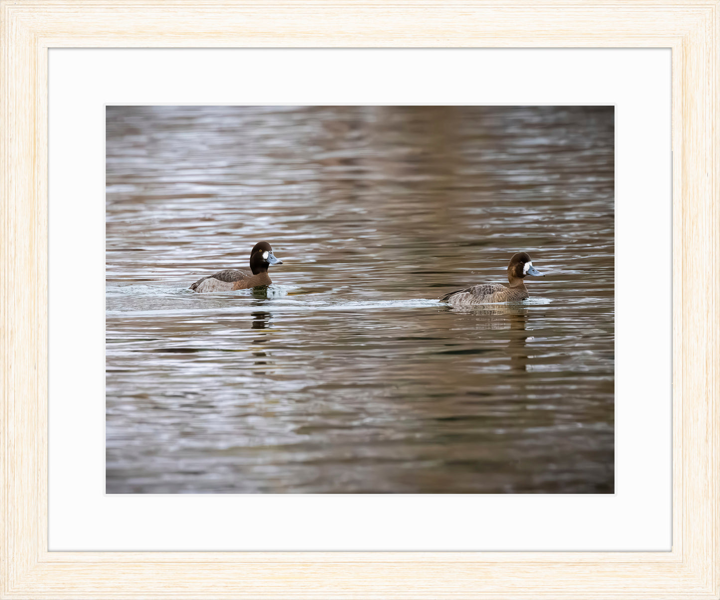 Pair of Blue Bill Hens