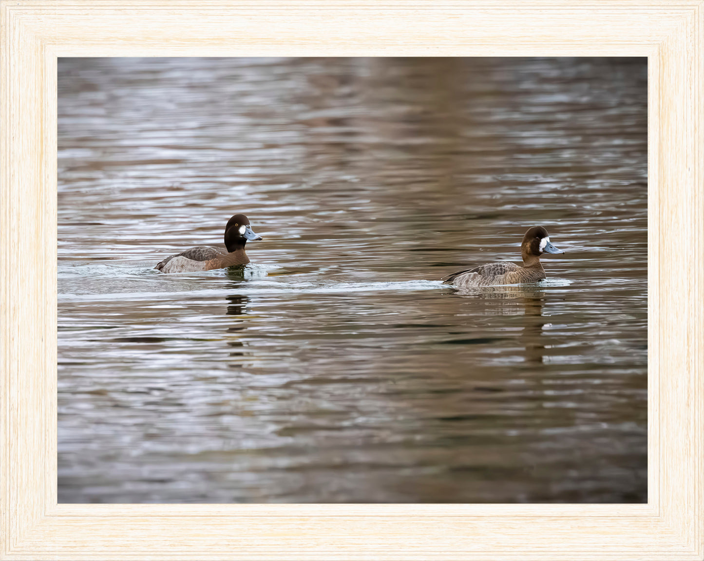 Pair of Blue Bill Hens