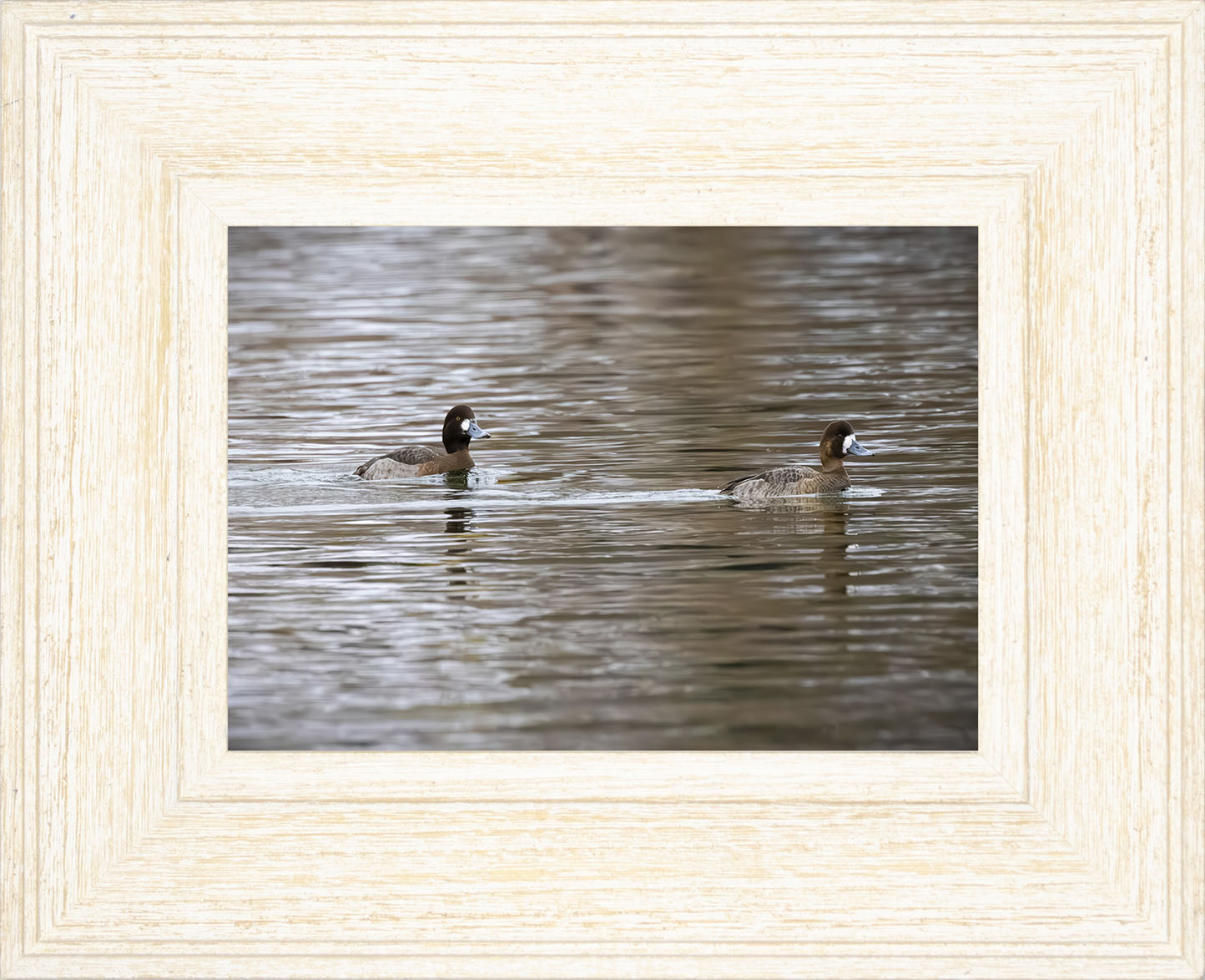 Pair of Blue Bill Hens