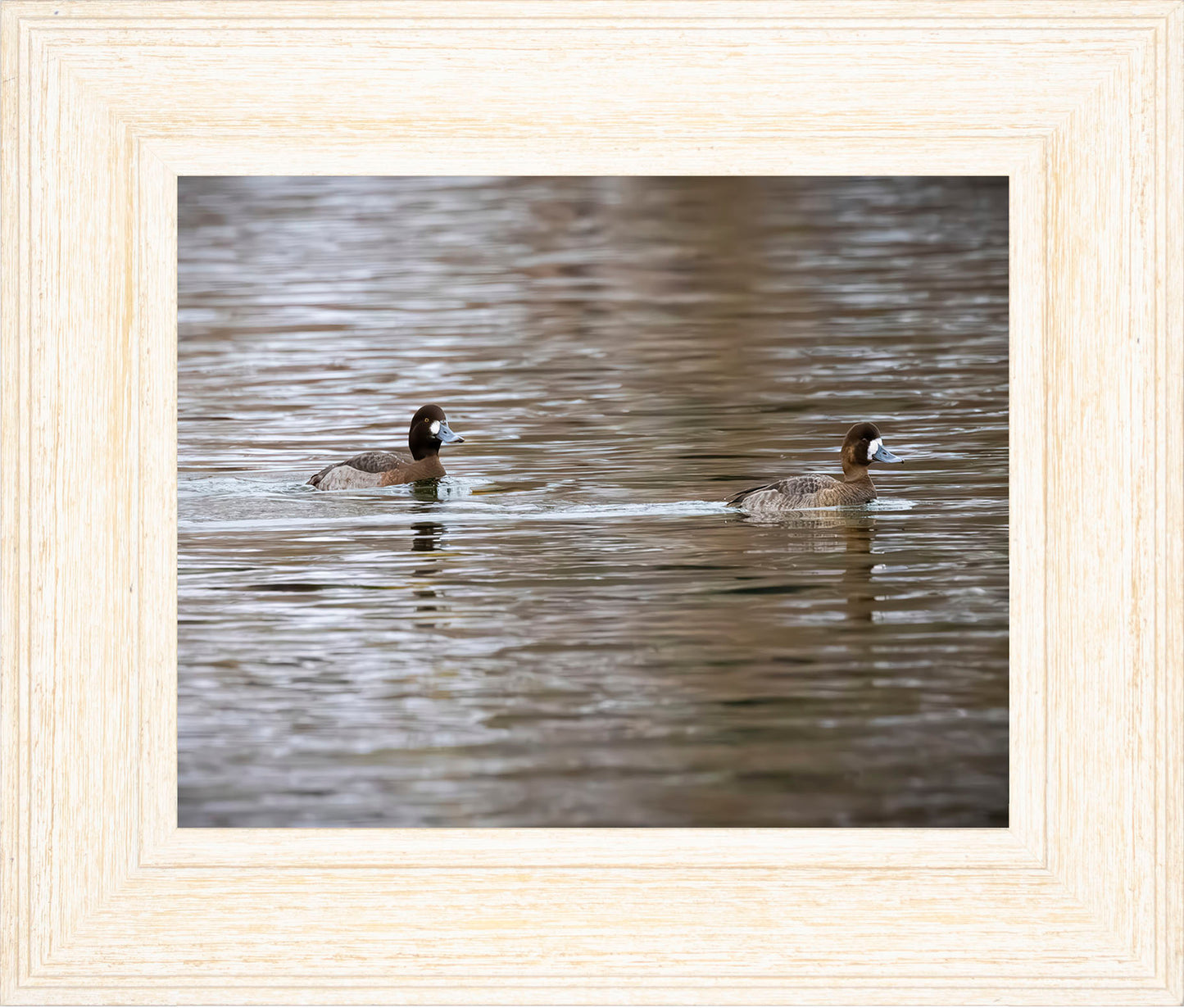 Pair of Blue Bill Hens
