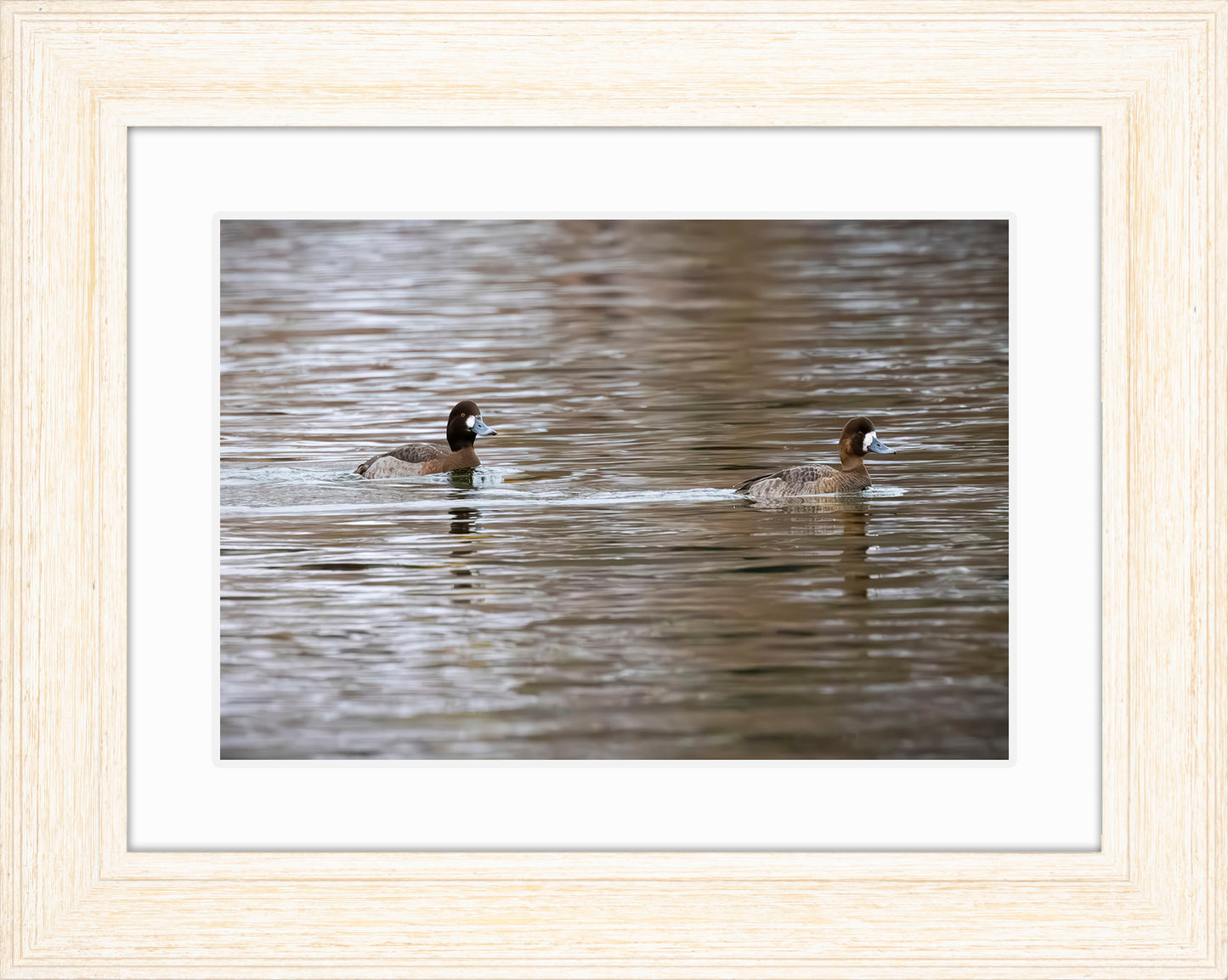 Pair of Blue Bill Hens