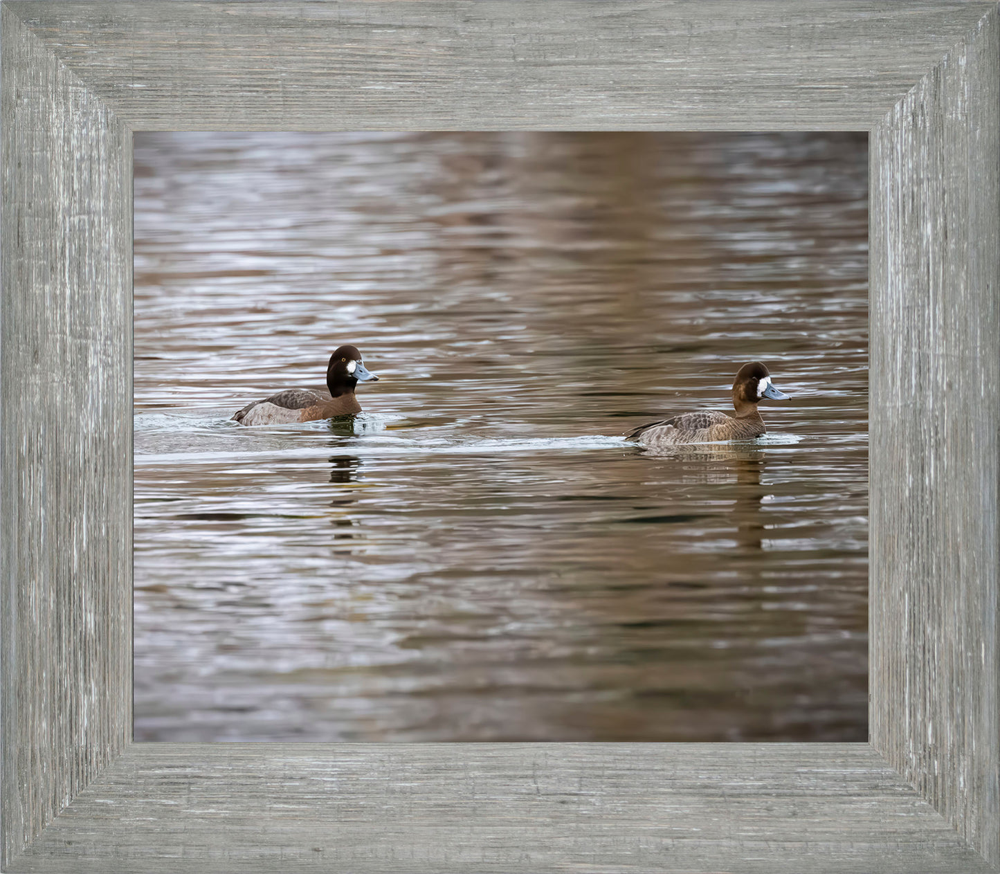Pair of Blue Bill Hens