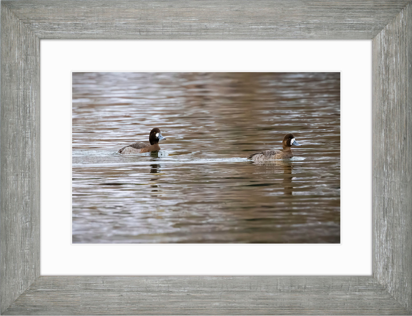 Pair of Blue Bill Hens