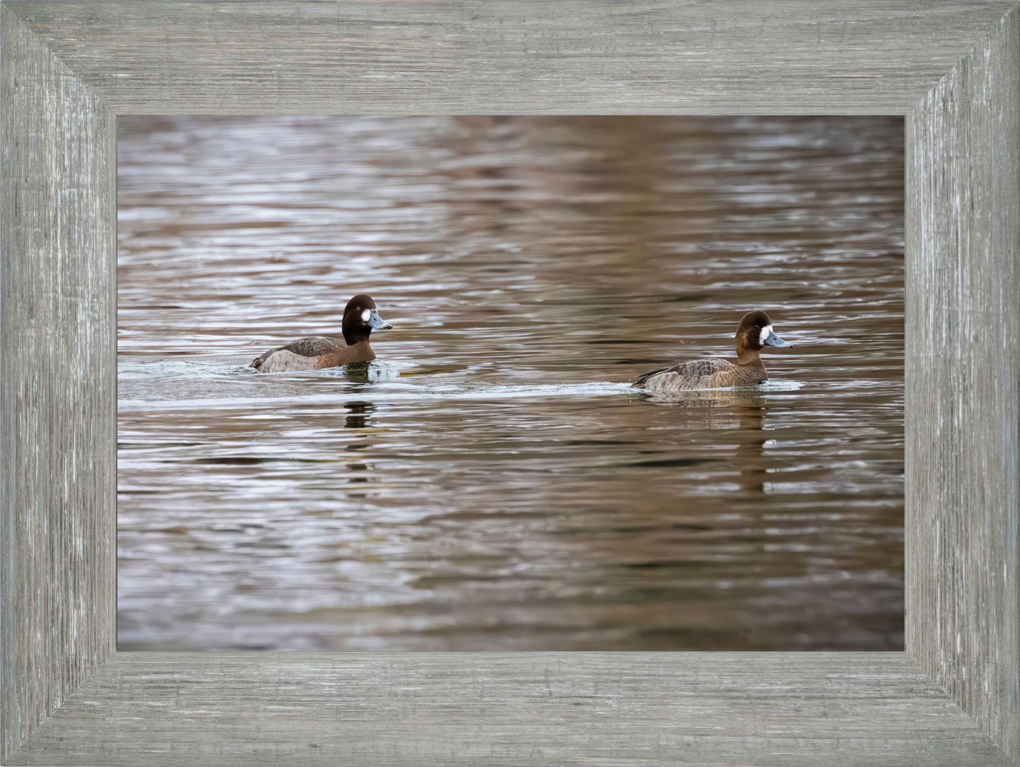 Pair of Blue Bill Hens
