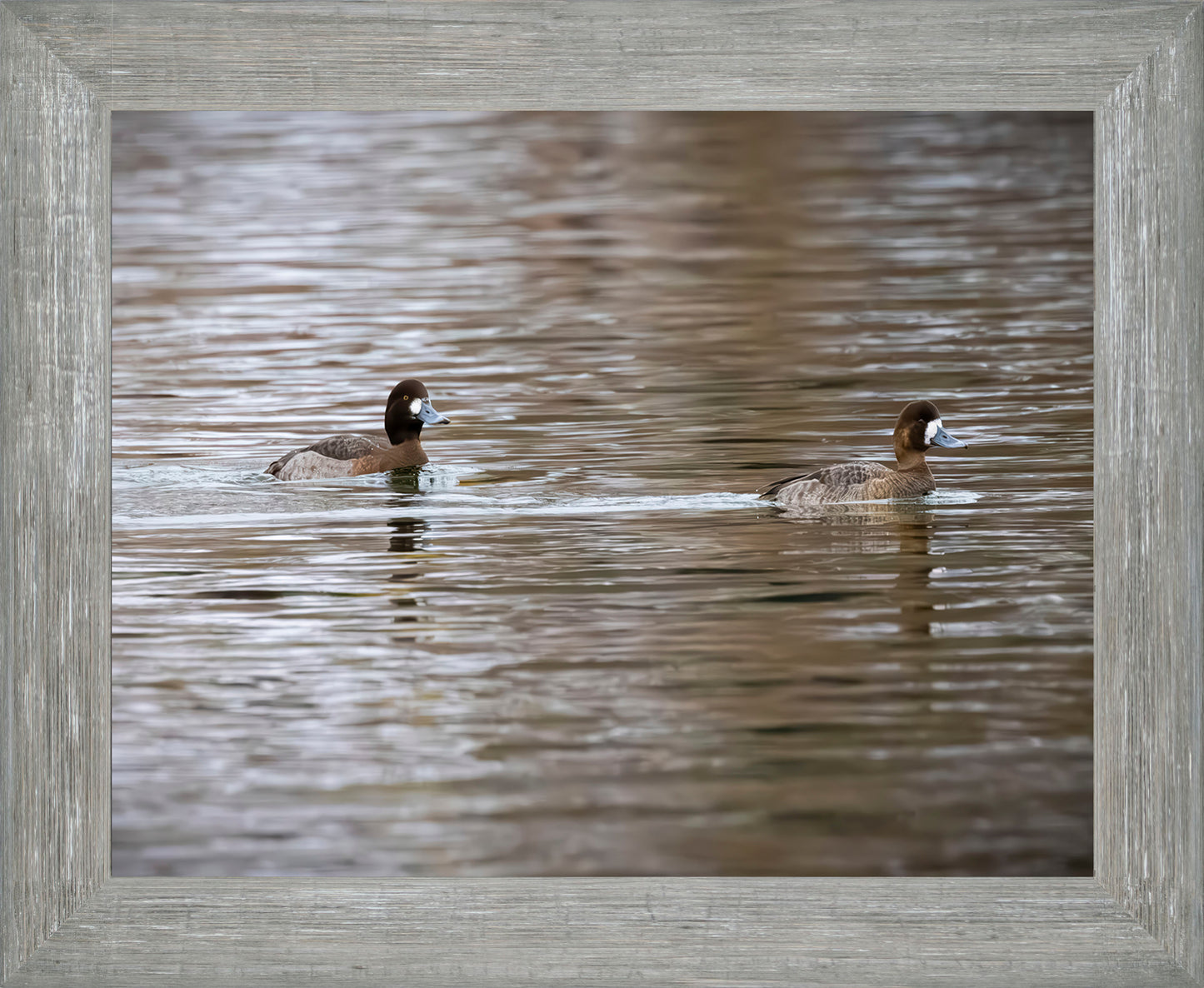 Pair of Blue Bill Hens