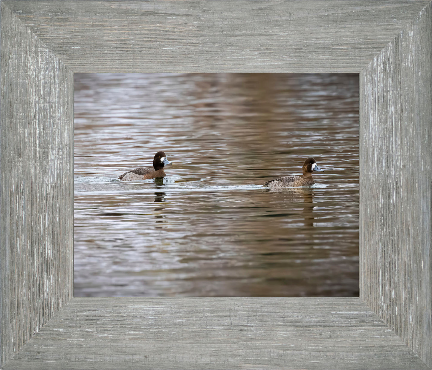 Pair of Blue Bill Hens