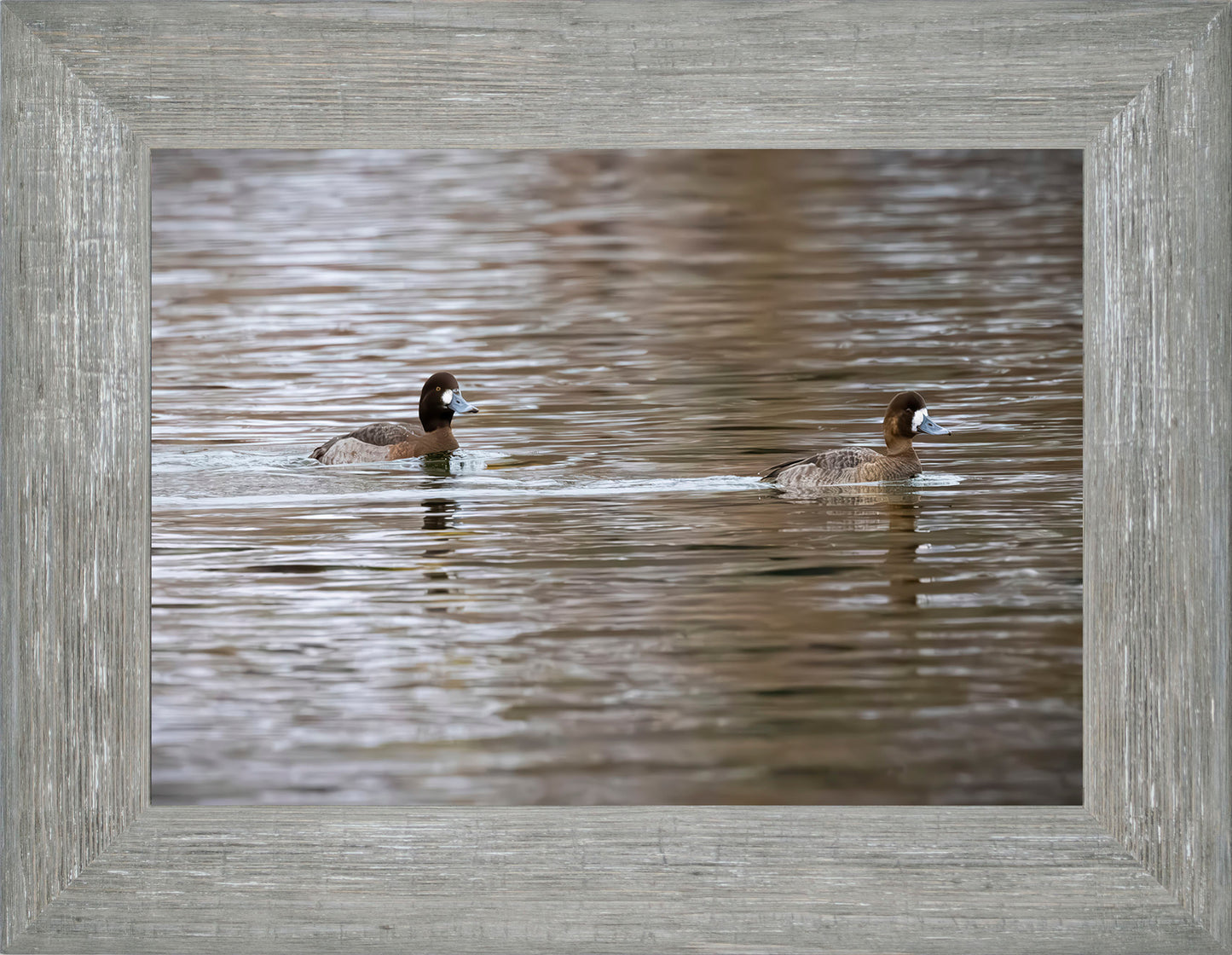 Pair of Blue Bill Hens