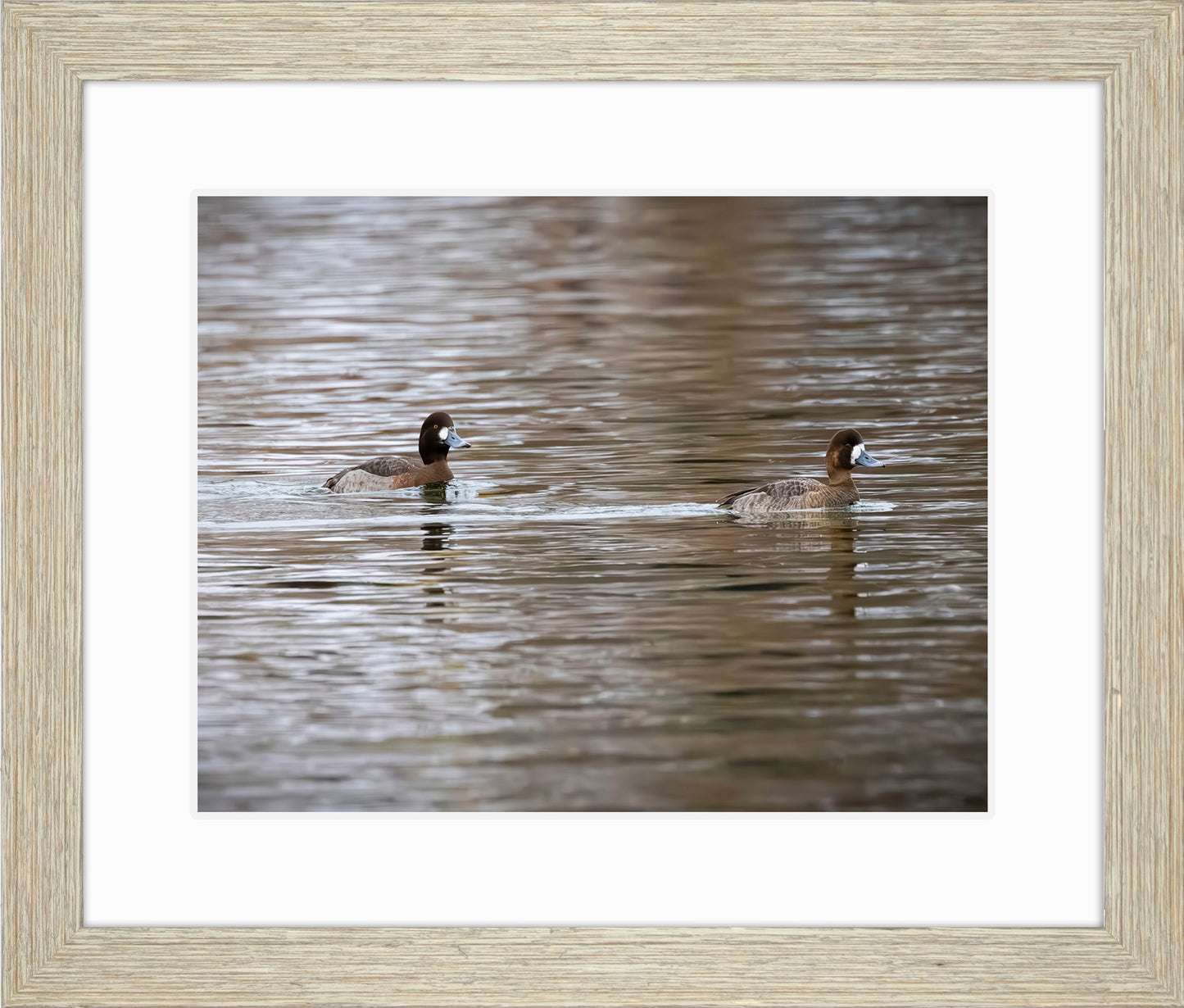 Pair of Blue Bill Hens
