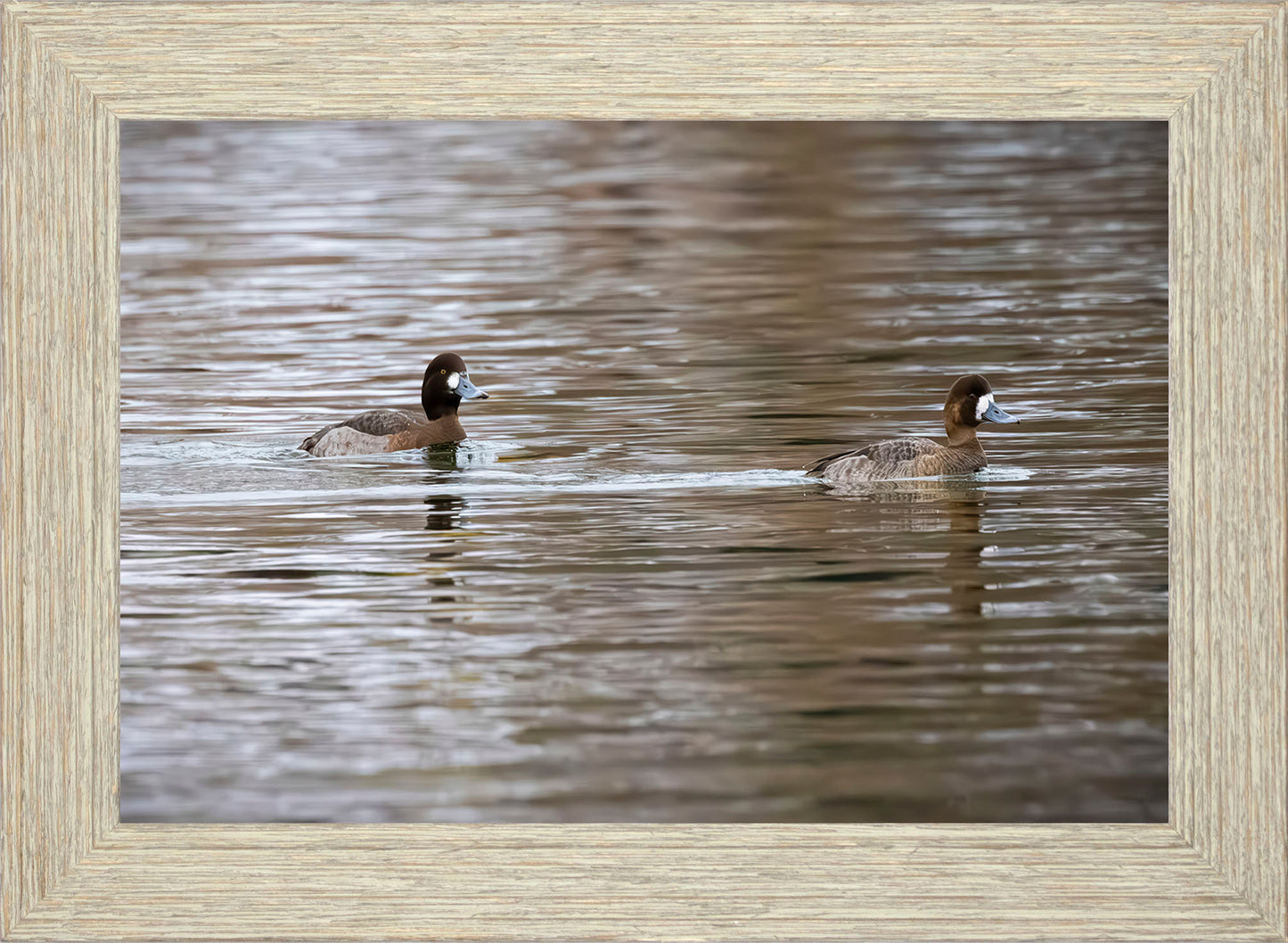 Pair of Blue Bill Hens