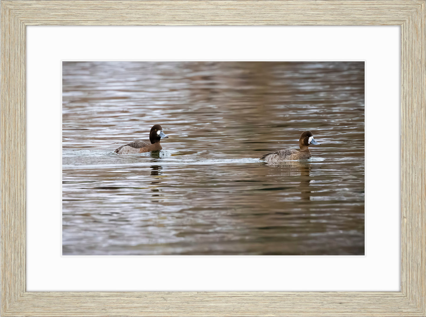 Pair of Blue Bill Hens
