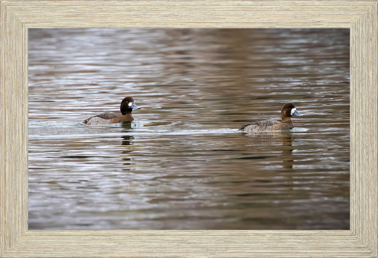 Pair of Blue Bill Hens