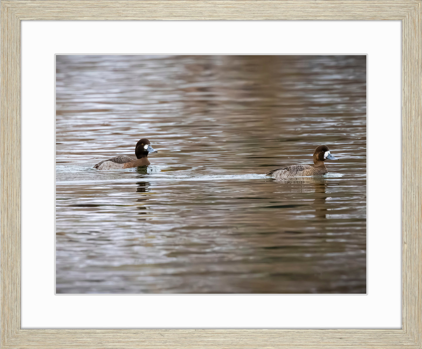 Pair of Blue Bill Hens