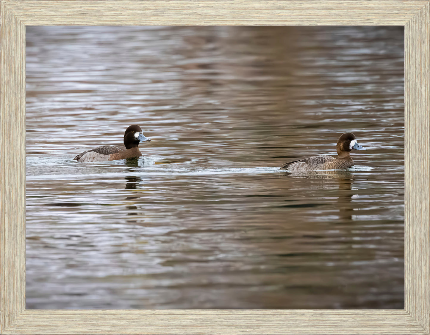 Pair of Blue Bill Hens