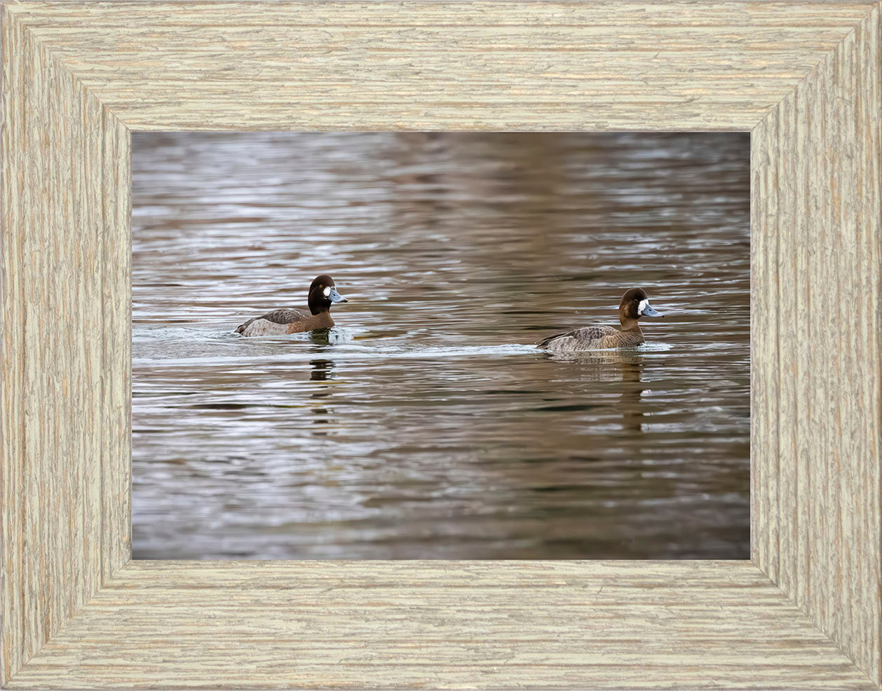 Pair of Blue Bill Hens