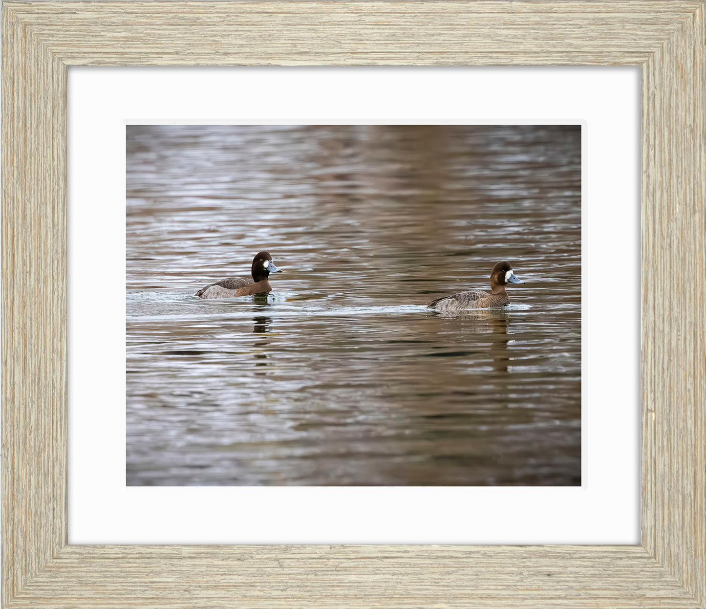Pair of Blue Bill Hens