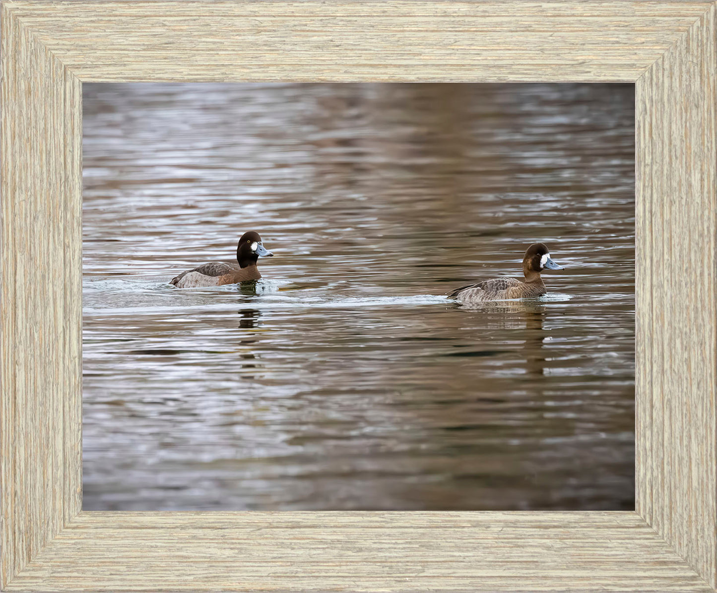 Pair of Blue Bill Hens