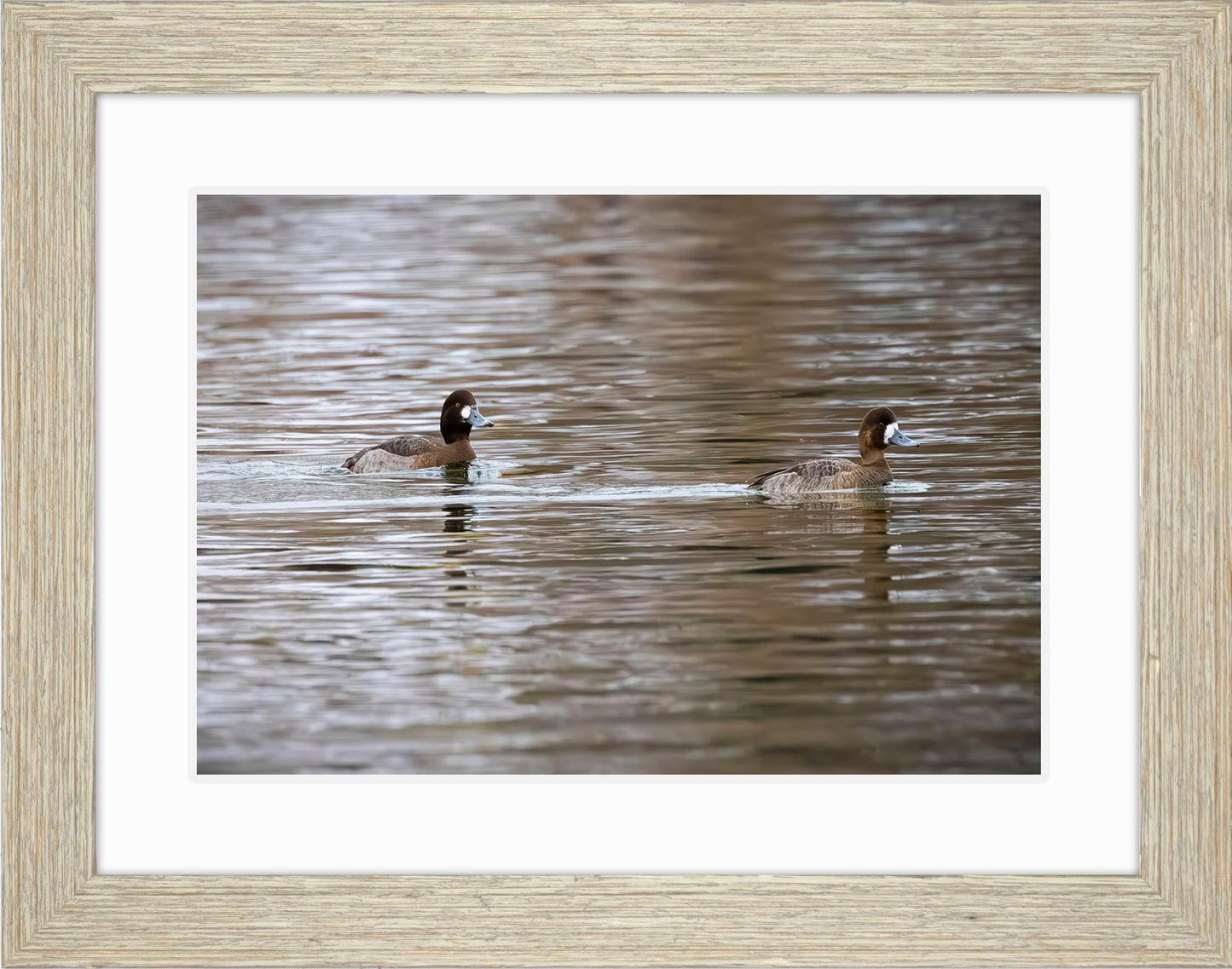 Pair of Blue Bill Hens