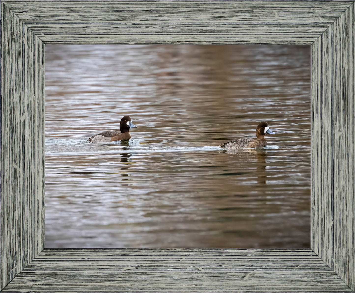 Pair of Blue Bill Hens