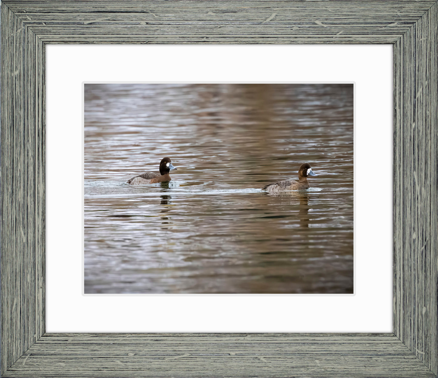 Pair of Blue Bill Hens