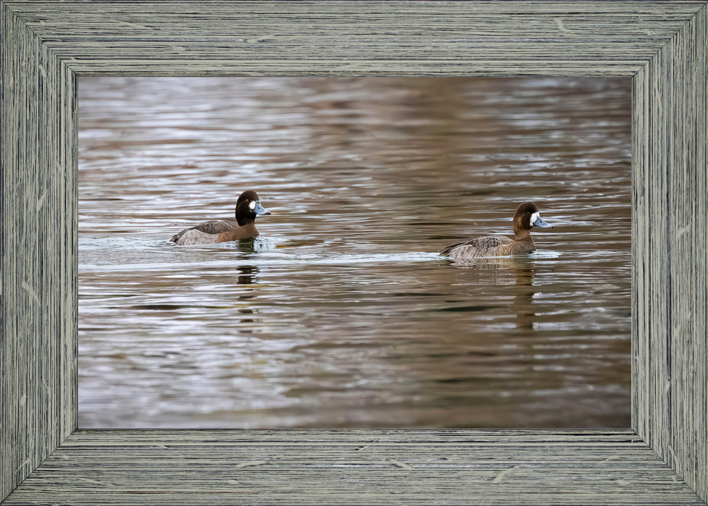 Pair of Blue Bill Hens