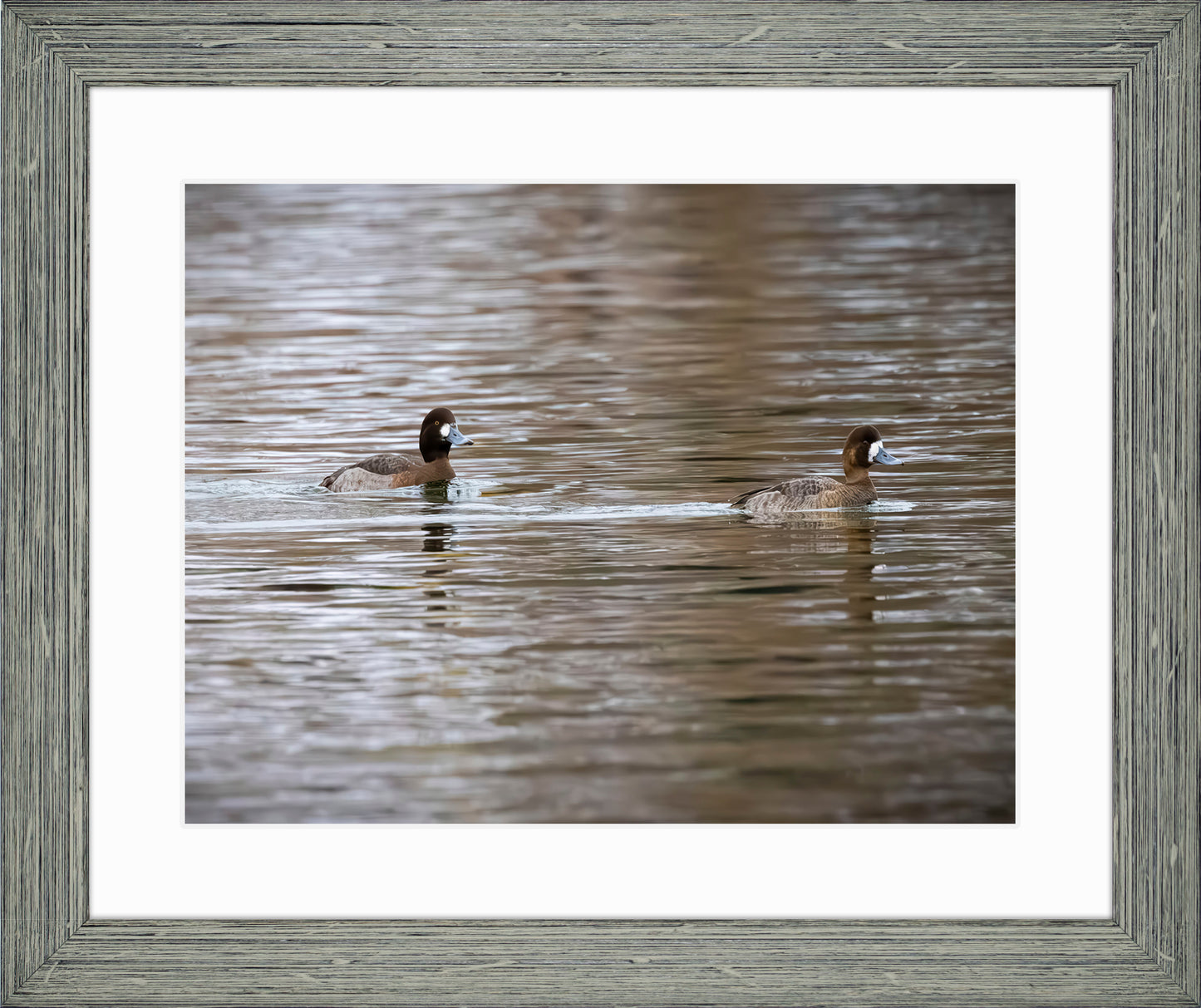Pair of Blue Bill Hens