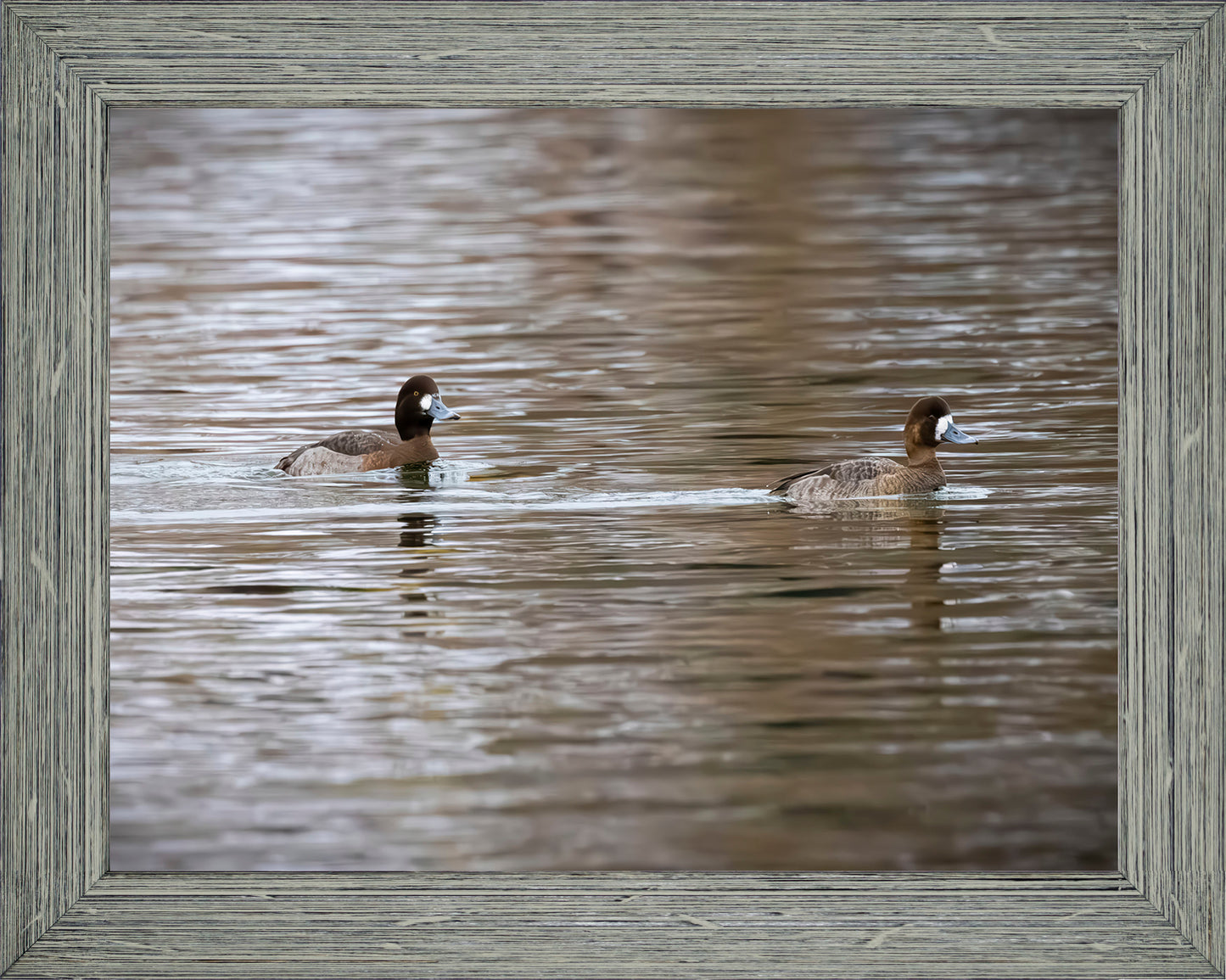 Pair of Blue Bill Hens