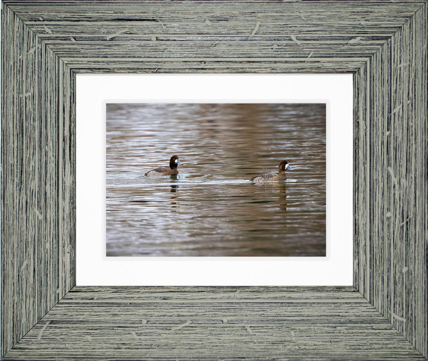 Pair of Blue Bill Hens