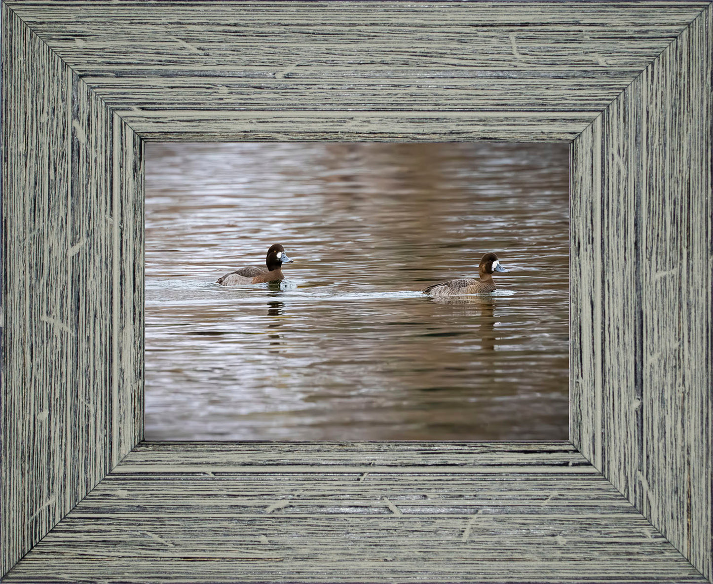 Pair of Blue Bill Hens