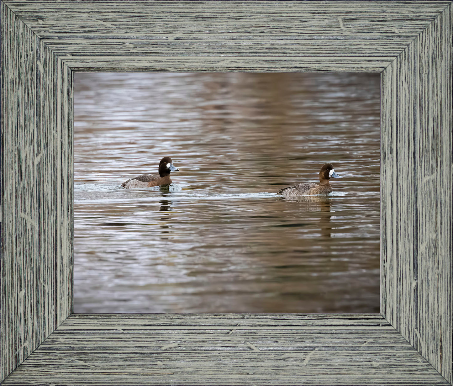 Pair of Blue Bill Hens