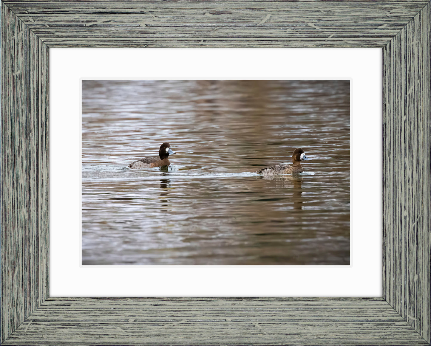 Pair of Blue Bill Hens