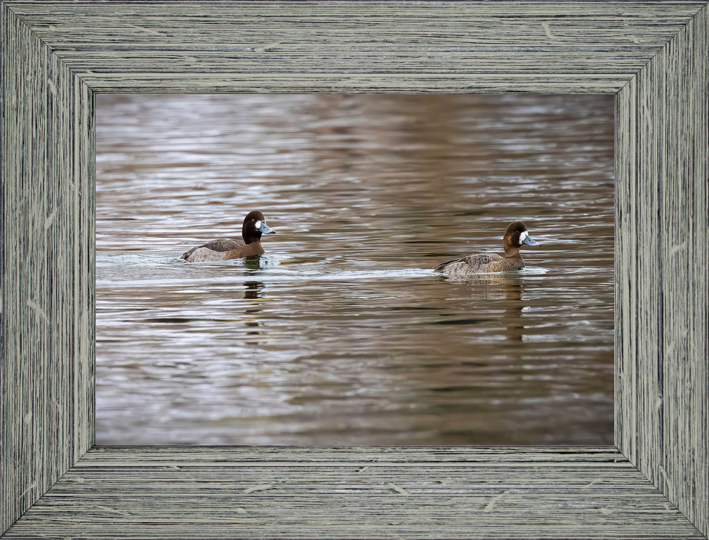 Pair of Blue Bill Hens