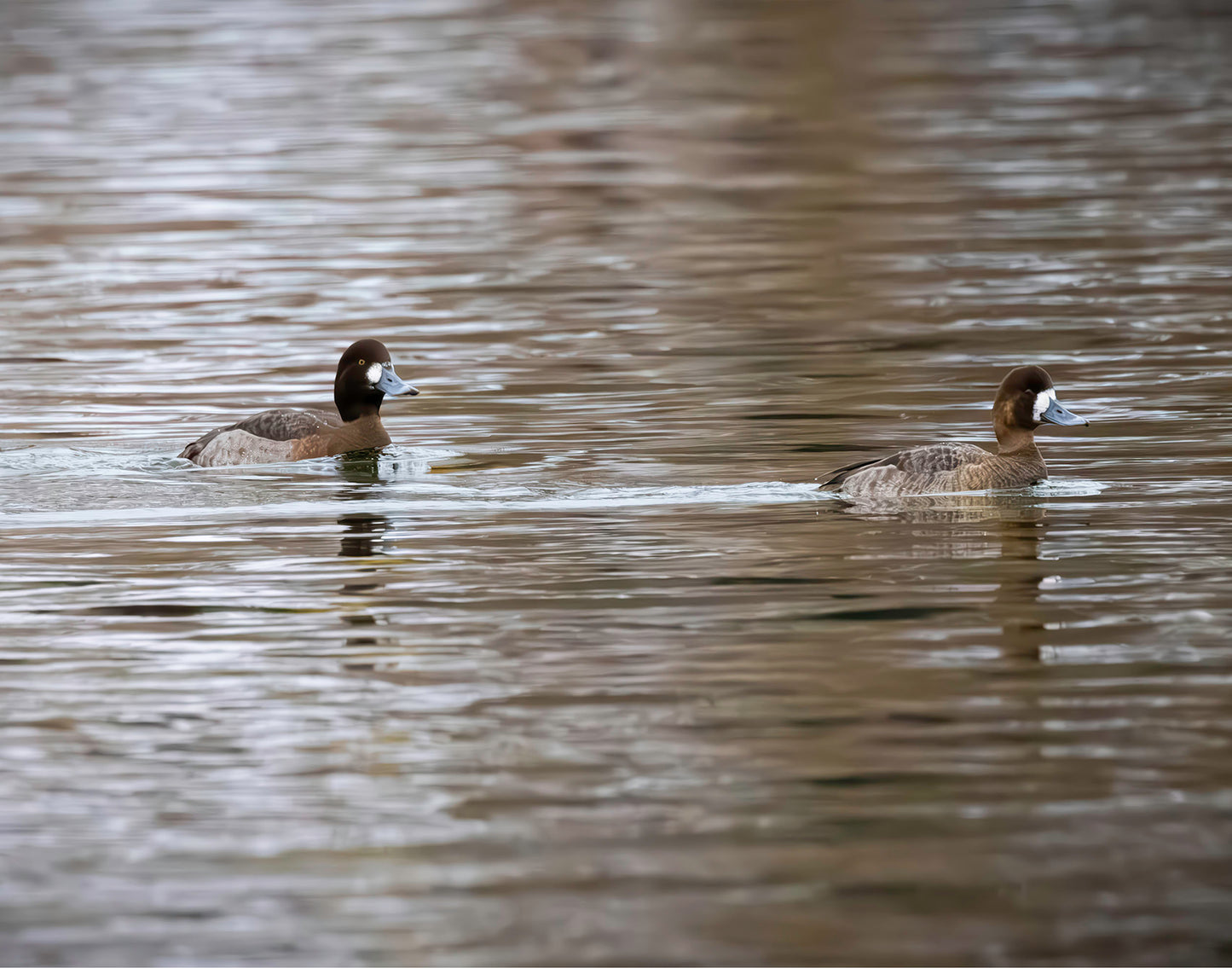 Pair of Blue Bill Hens