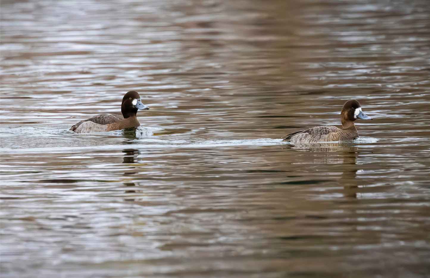 Pair of Blue Bill Hens