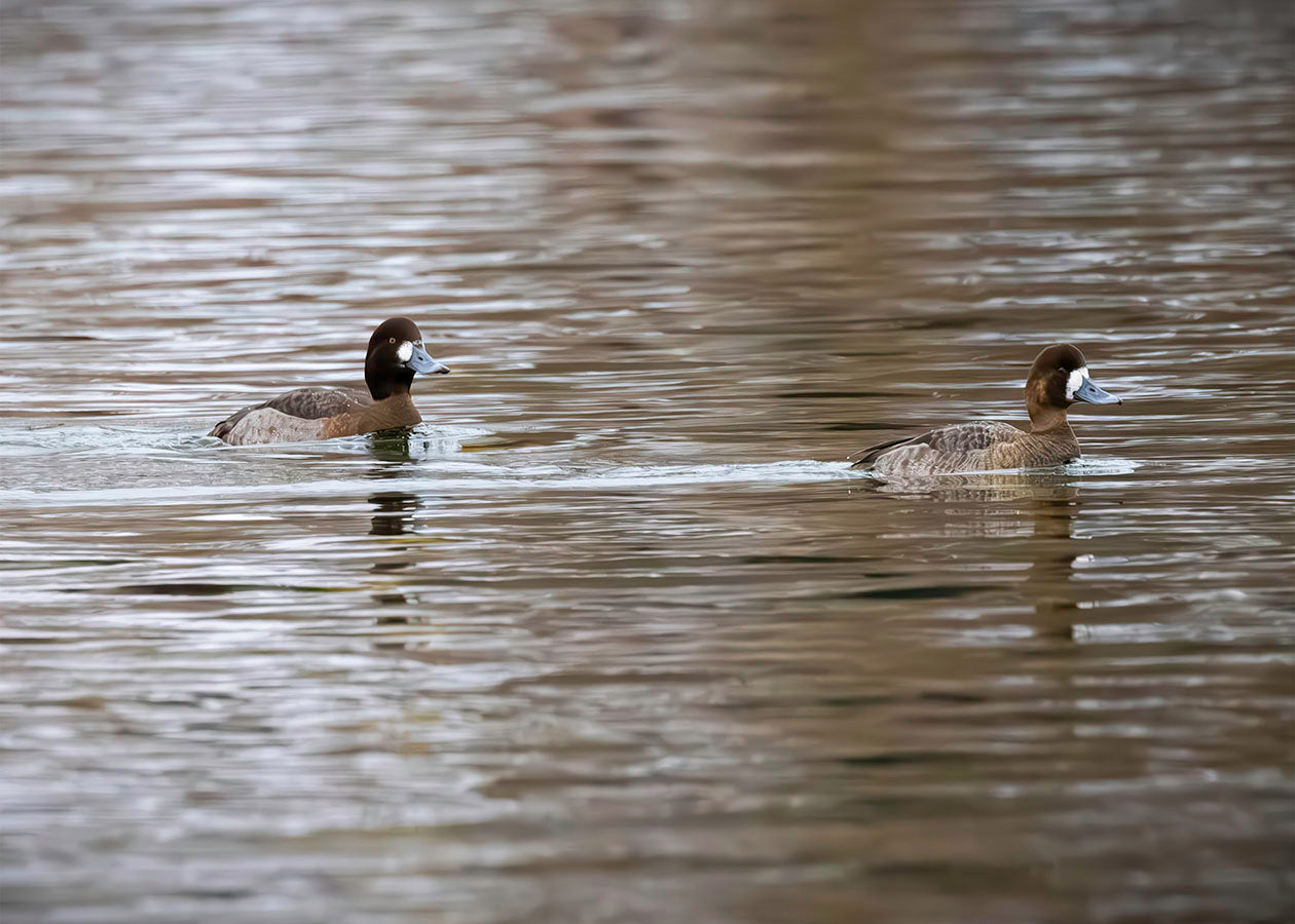 Pair of Blue Bill Hens