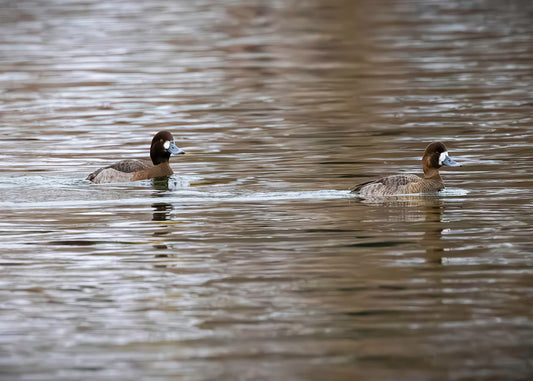 Pair of Blue Bill Hens
