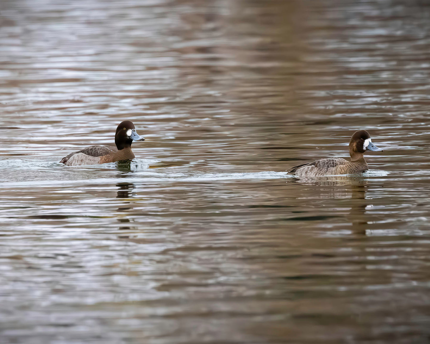 Pair of Blue Bill Hens