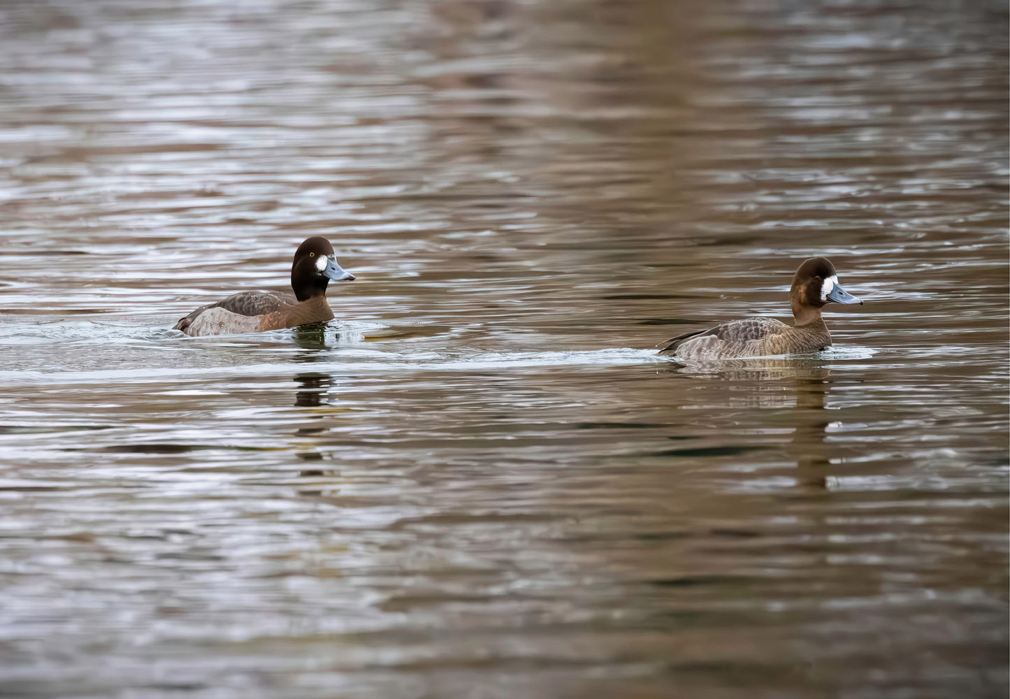 Pair of Blue Bill Hens